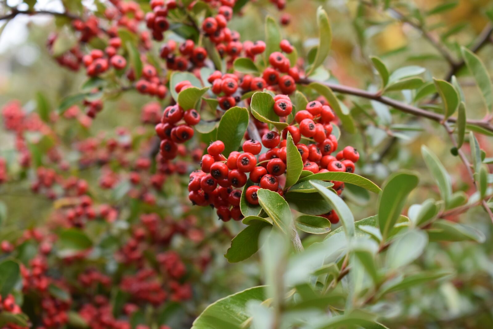 Nikon D3400 sample photo. Nature, leaves, fall photography