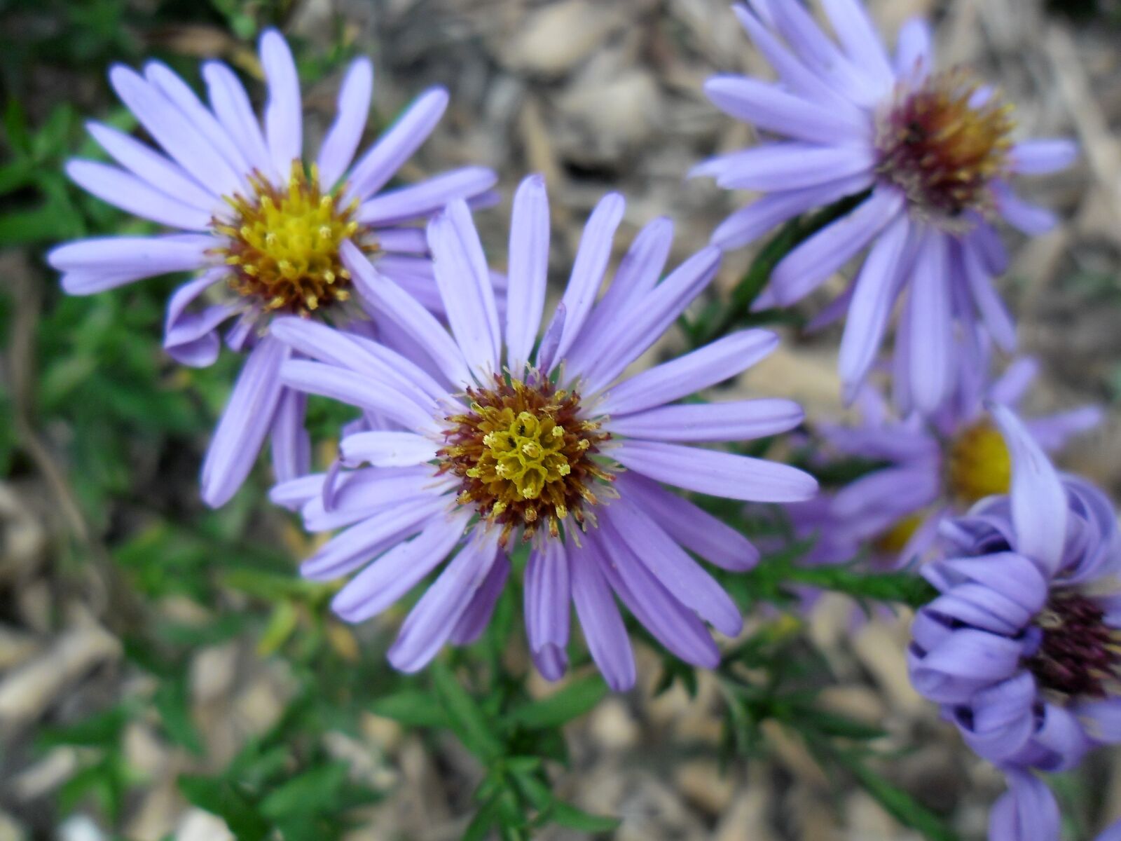 Samsung ES80/ ES81 sample photo. Aster, flower, plants photography