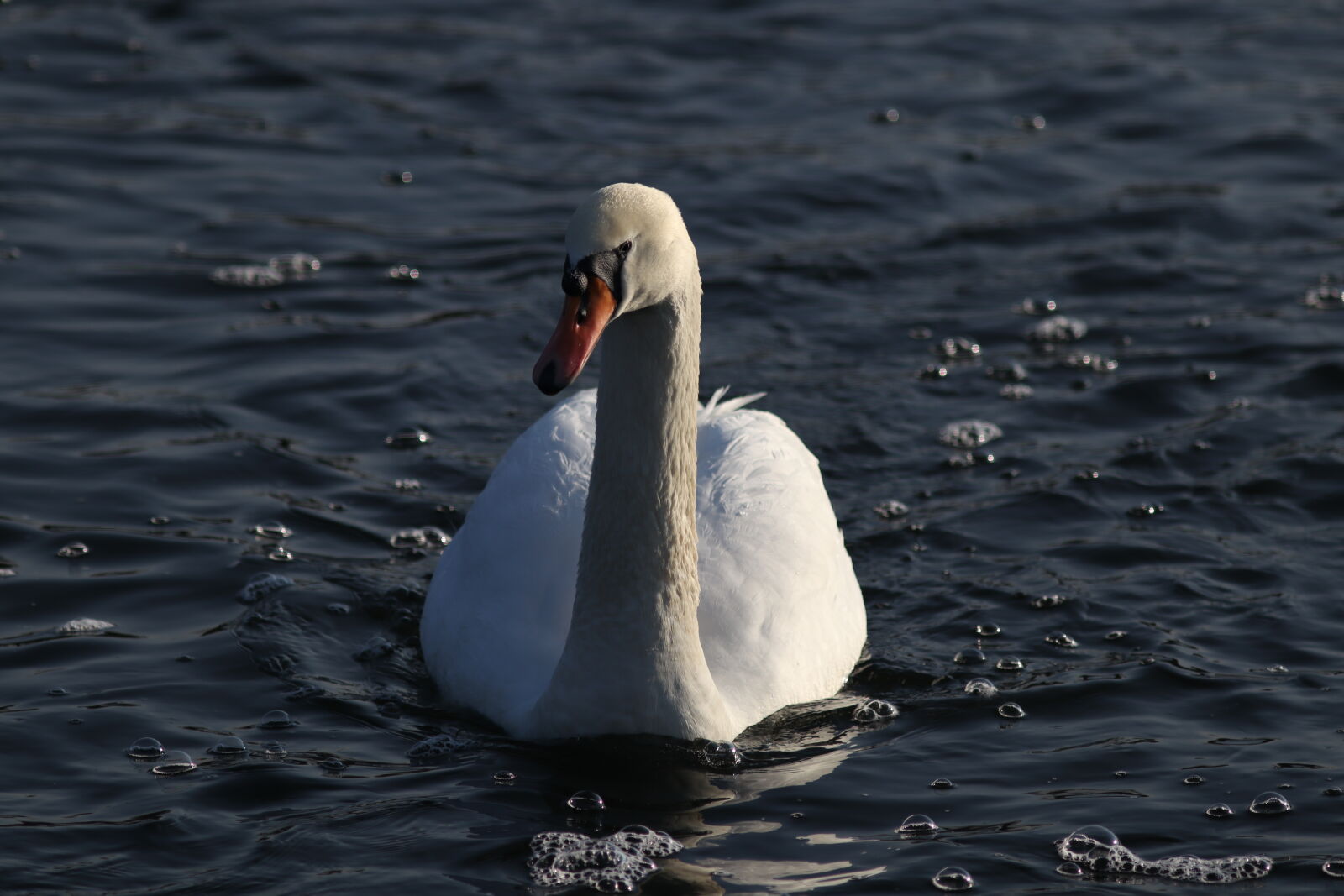 Canon EF 300mm F4L IS USM sample photo