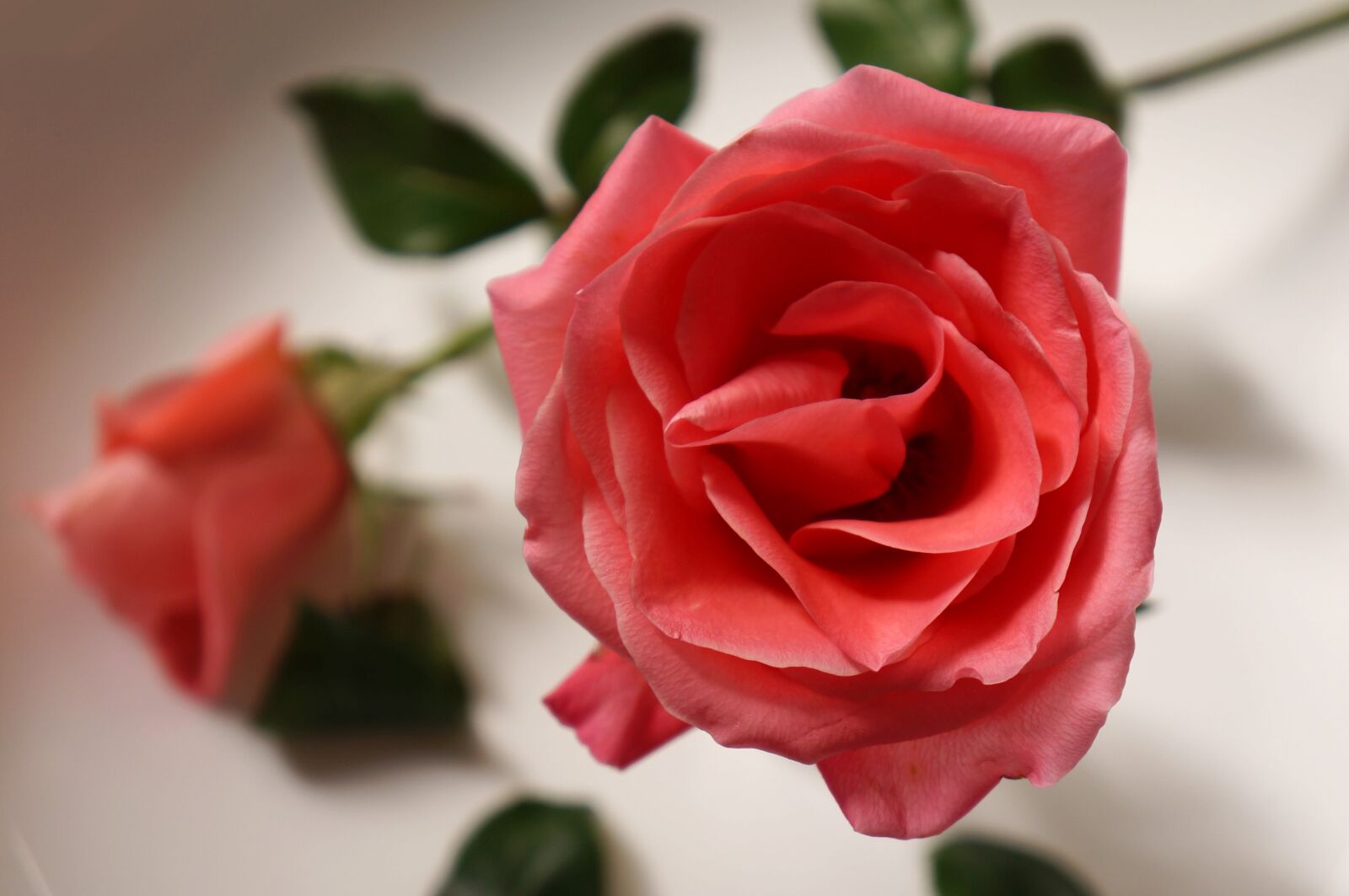 Sony Alpha NEX-F3 + Sony E 18-55mm F3.5-5.6 OSS sample photo. Natural, roses, love photography
