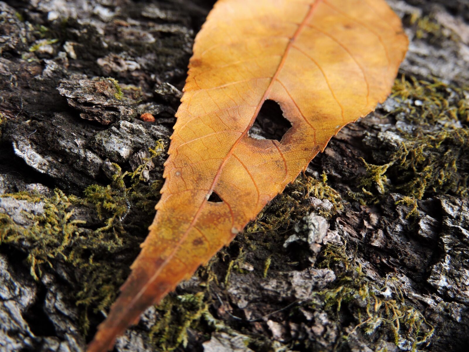 Nikon Coolpix P600 sample photo. Leaf, nature, leaves background photography