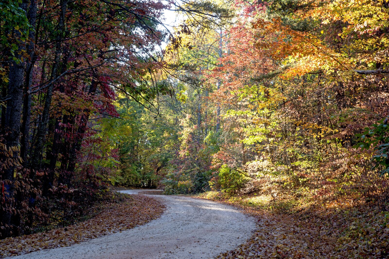Nikon D610 sample photo. Forest, sunlight, landscape photography