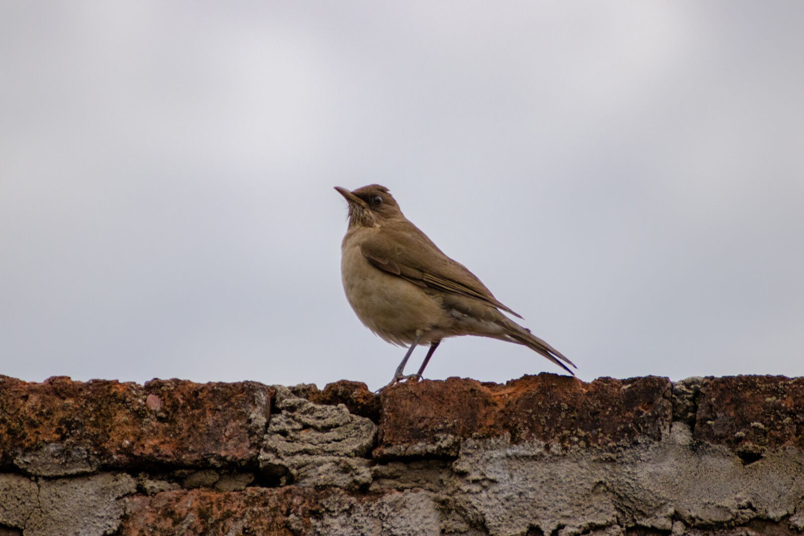 Canon EOS 200D (EOS Rebel SL2 / EOS Kiss X9) sample photo. Bird, animal, small bird photography