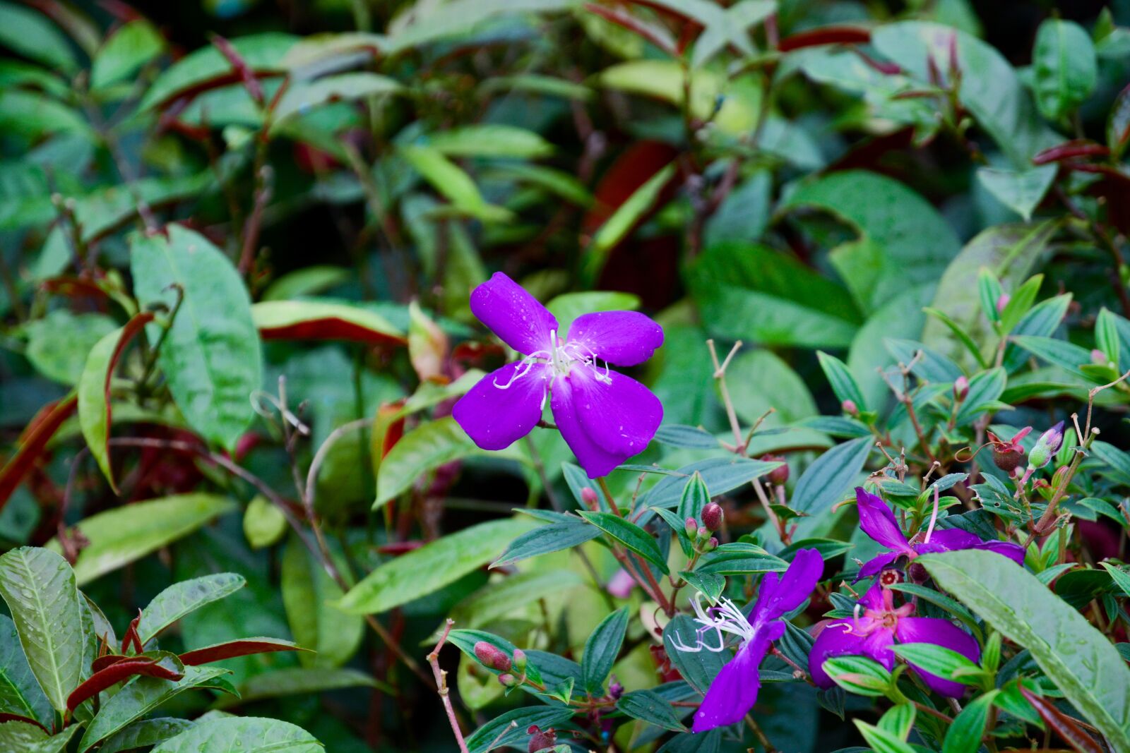 Nikon D7100 sample photo. Flower, spring, summer photography