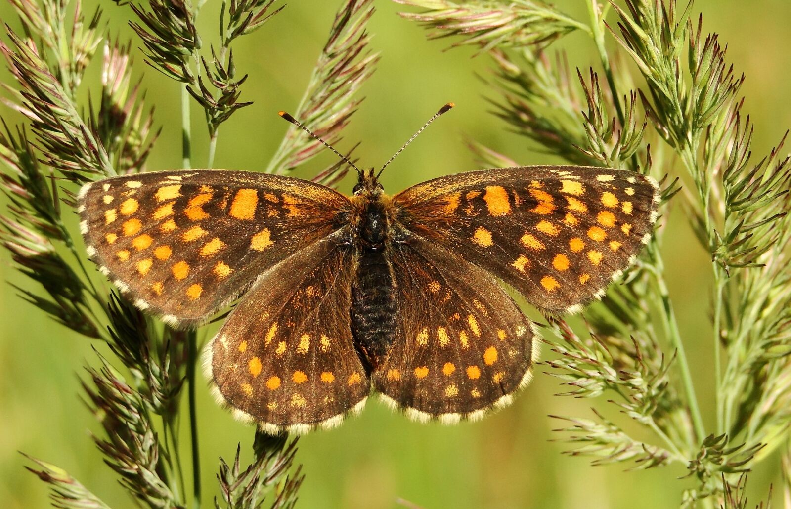 Sony Cyber-shot DSC-HX1 sample photo. Nature, butterfly day, insect photography