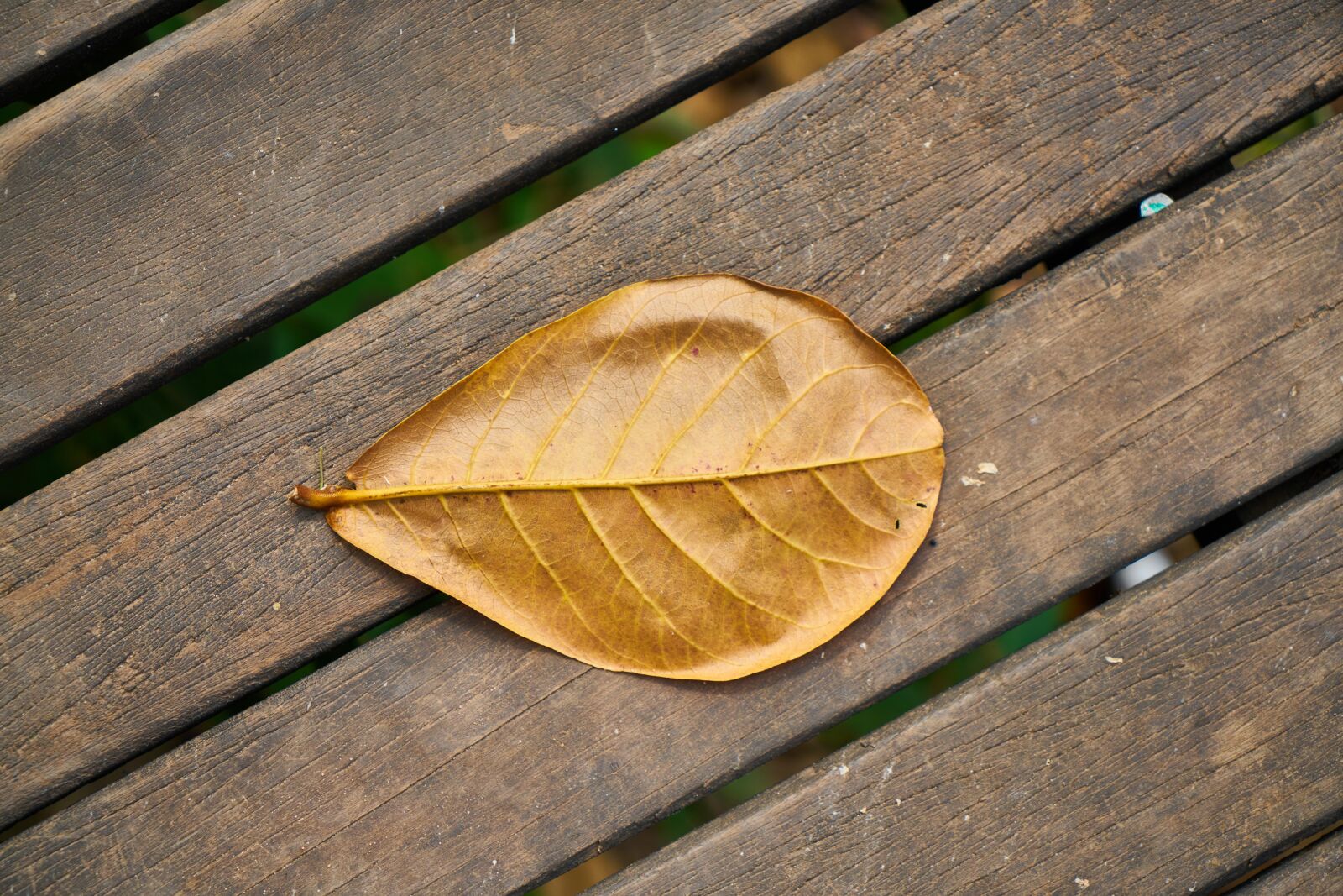 Sony a7R II sample photo. Leaves, macro, autumn photography