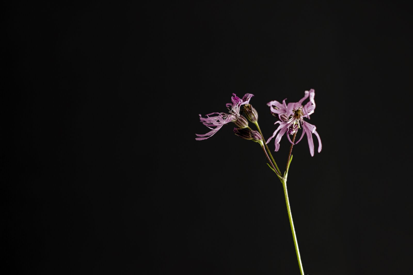 Canon EOS 600D (Rebel EOS T3i / EOS Kiss X5) sample photo. Kukuksnelke, purple, pink photography