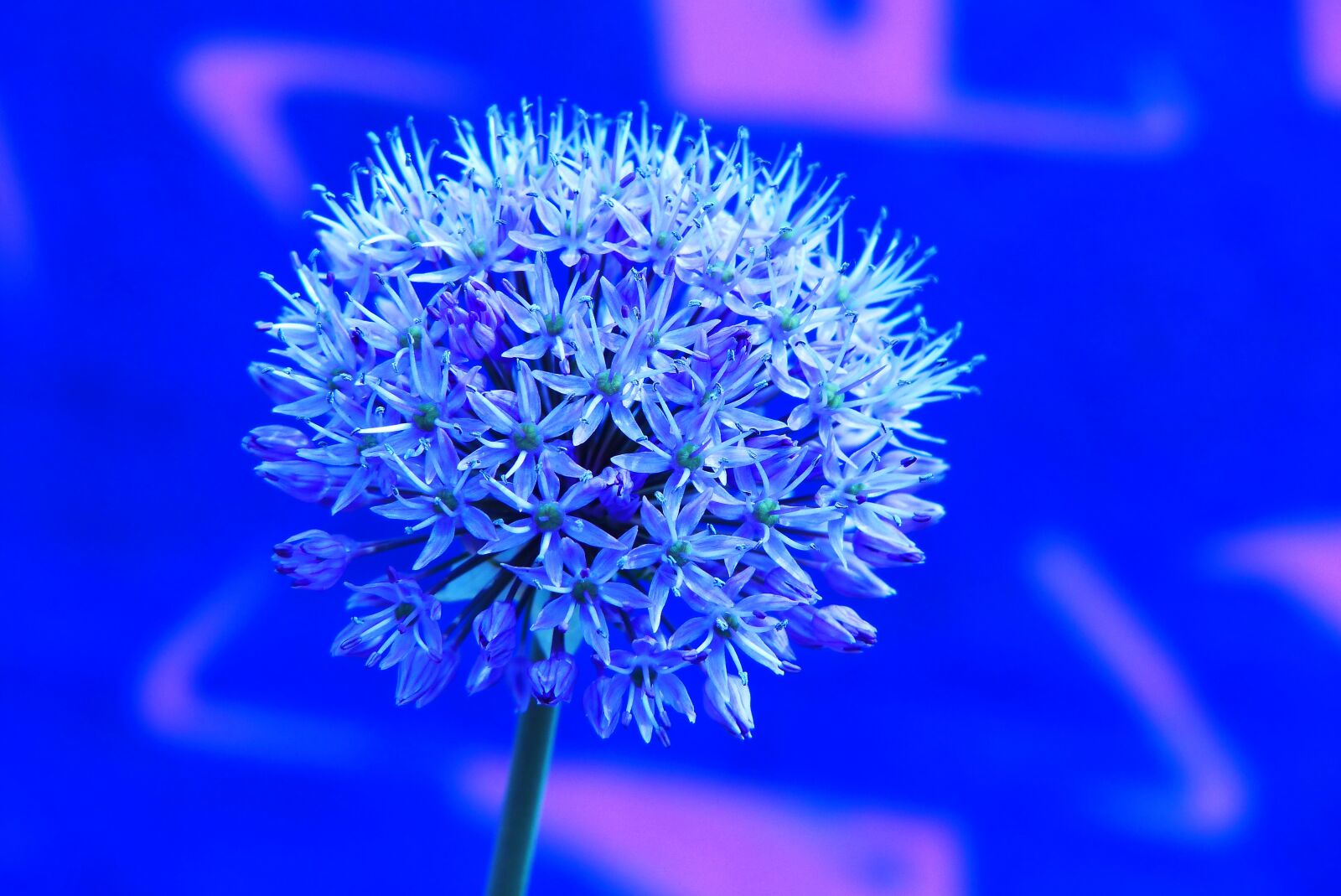 Panasonic Lumix DMC-FZ200 sample photo. Decorative garlic, flower, the photography