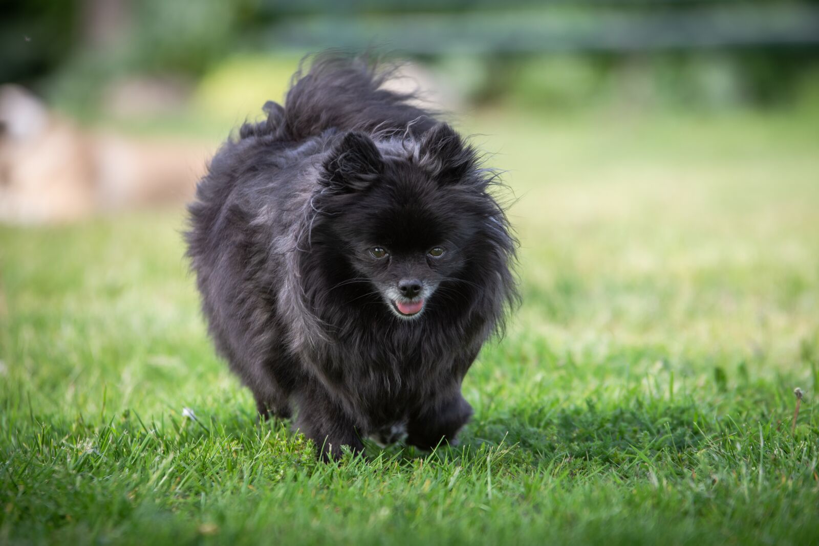 Nikon D7200 sample photo. Pointed, dog, race photography