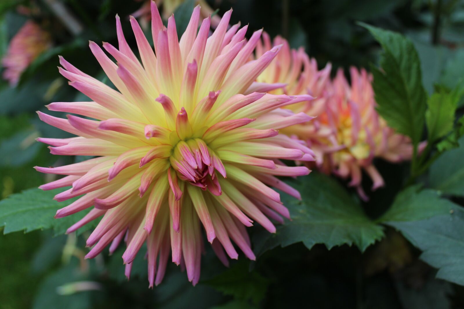 Canon EOS 650D (EOS Rebel T4i / EOS Kiss X6i) sample photo. Flowers, floral, garden photography