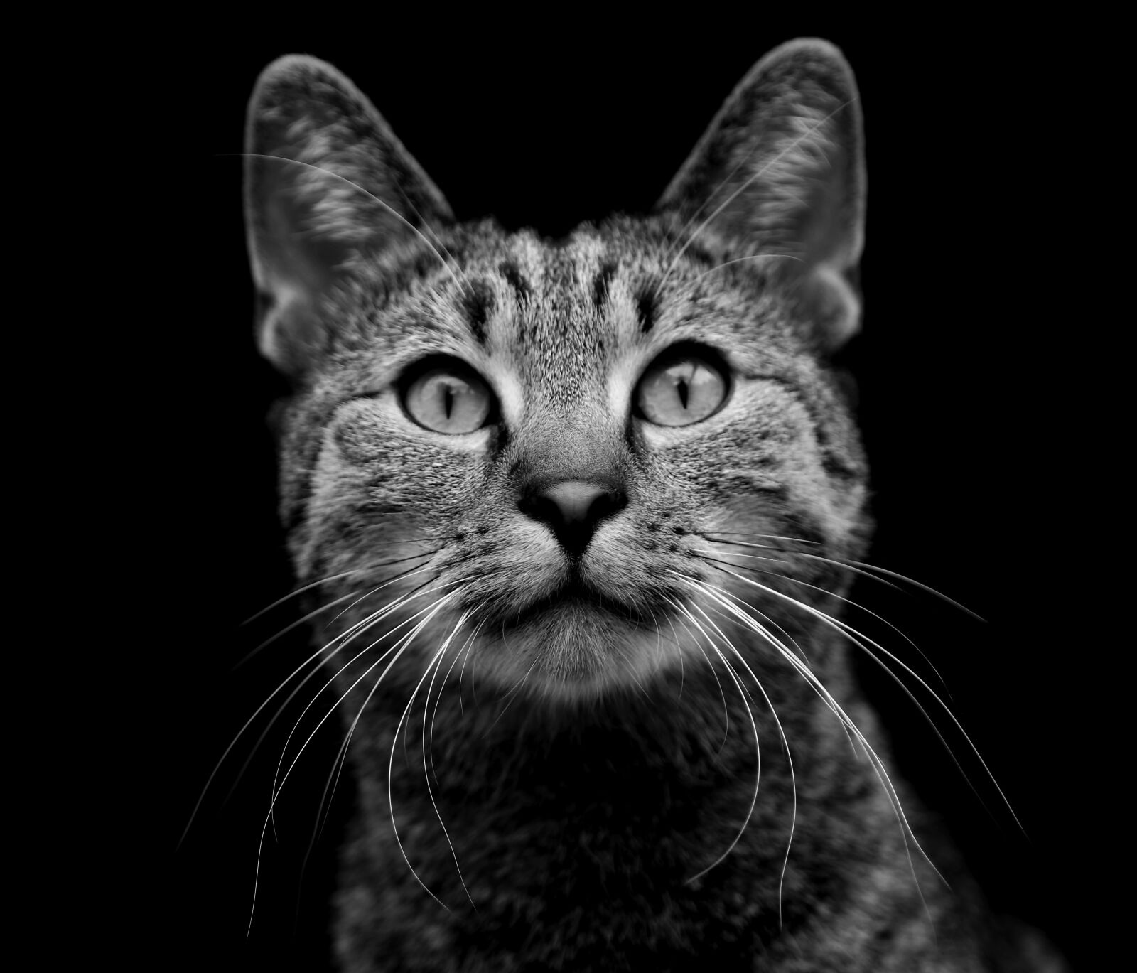 Canon EOS 80D sample photo. Cat, meadow, nature photography