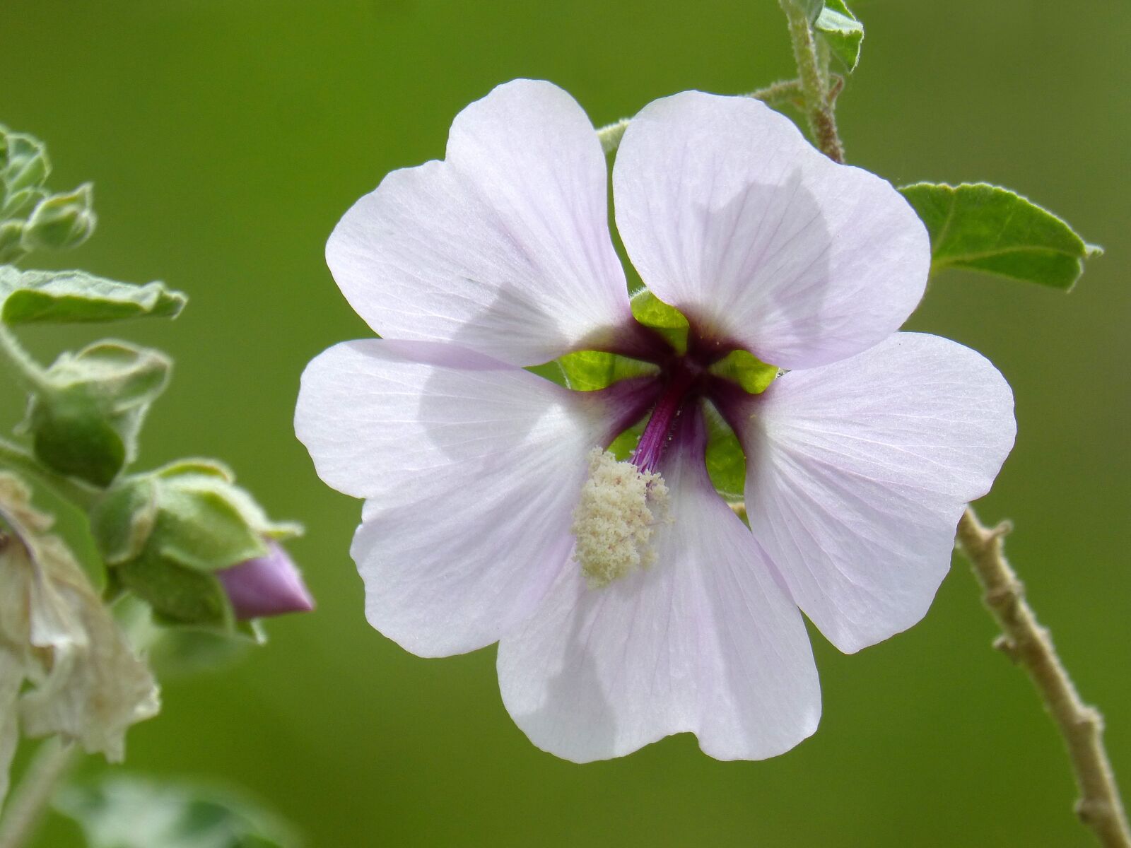 Panasonic DMC-FZ62 sample photo. Hibiscus syriacus, syrian rose photography