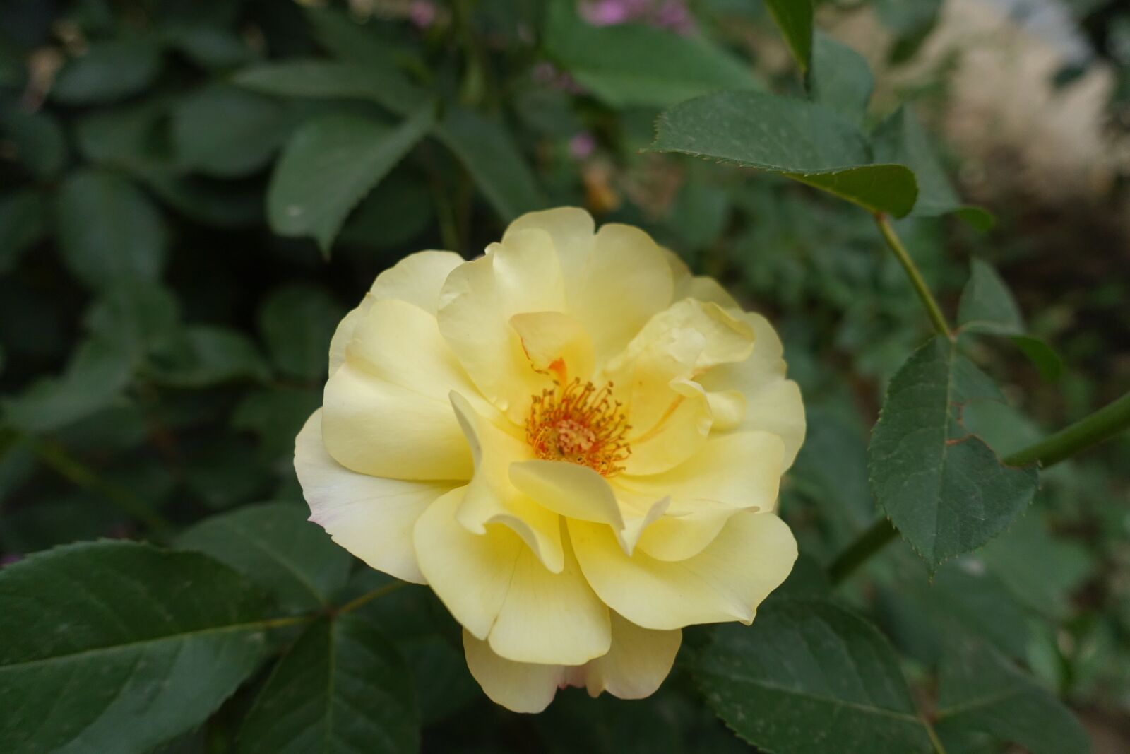 Sony Cyber-shot DSC-RX100 III sample photo. Flower, leave, nature photography