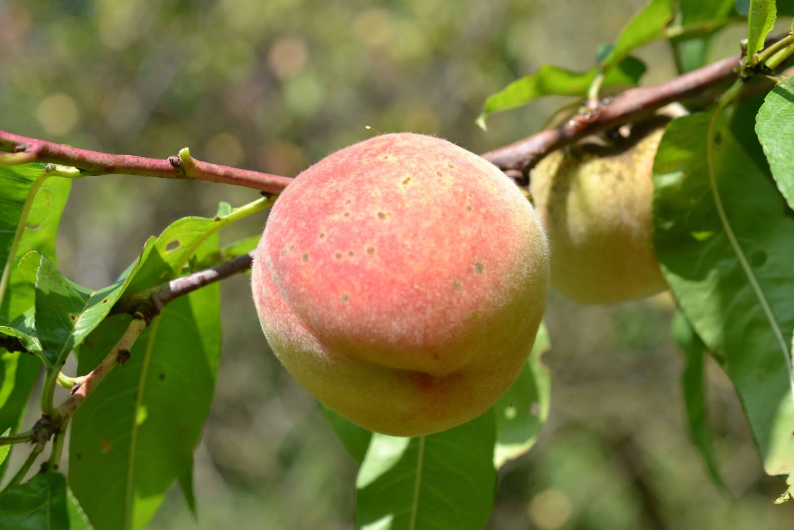 Nikon D3100 + Nikon AF-S DX Micro Nikkor 40mm F2.8 sample photo. Fruit, peach, orchard, flora photography