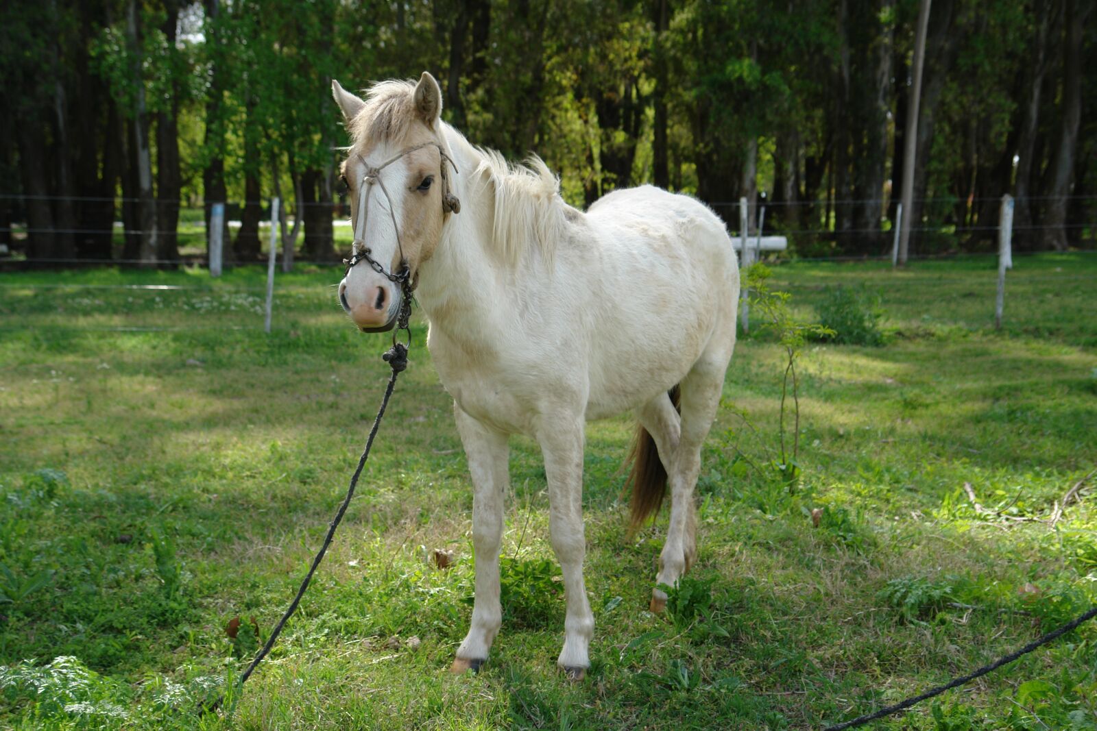 Sony DSC-R1 sample photo. Horse, animals, grass photography