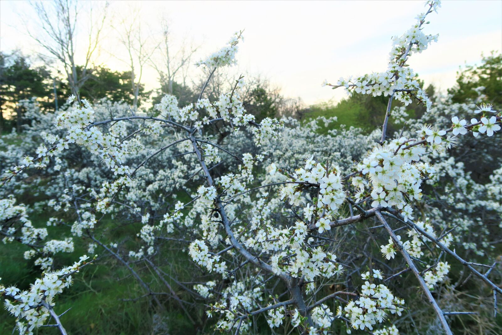 Canon PowerShot G7 X sample photo. Spring, flower, tree photography