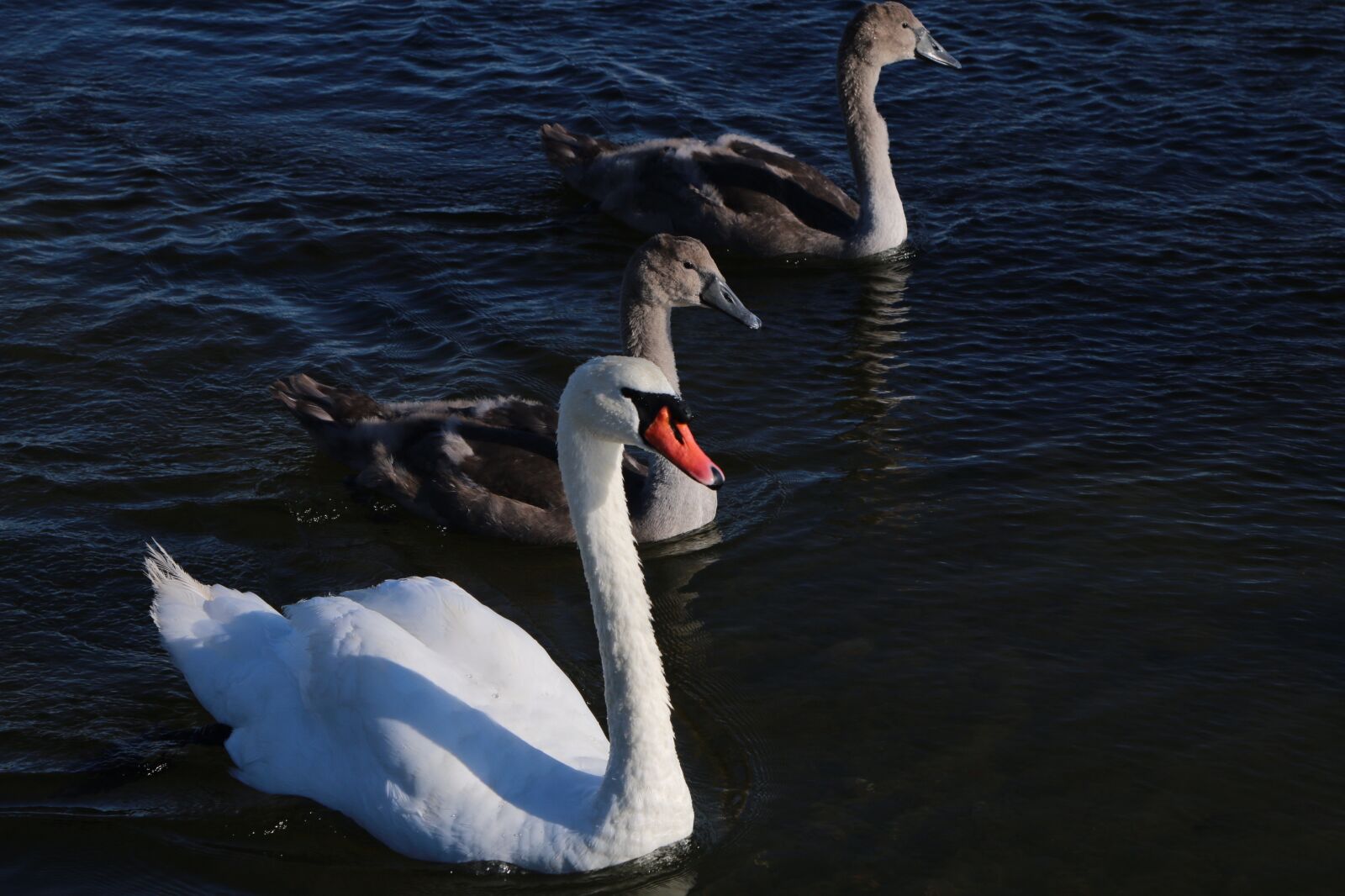 Canon EOS 70D + Canon EF 24-105mm F4L IS USM sample photo. Animal world, swan, young photography