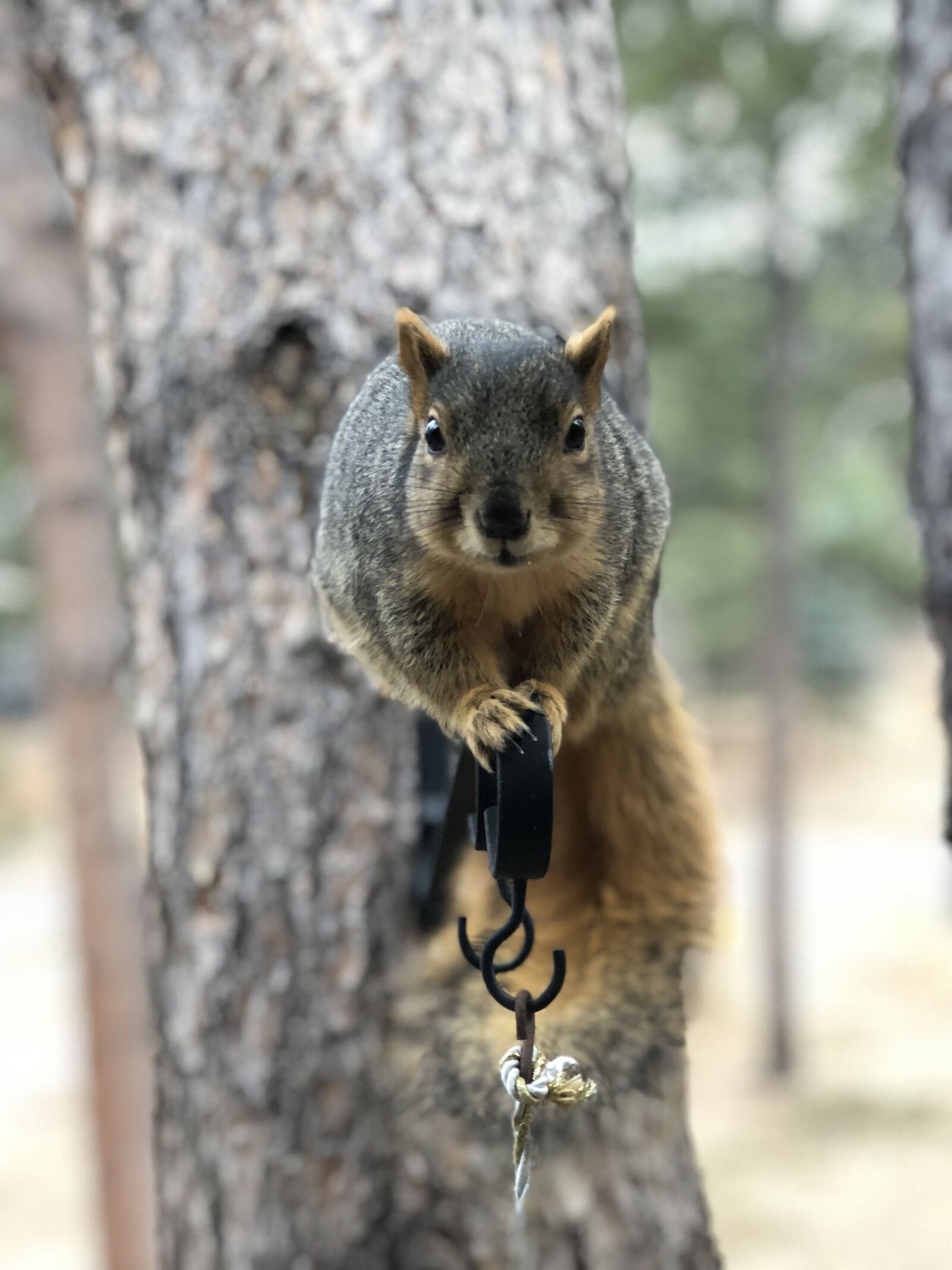 iPhone 8 Plus back dual camera 6.6mm f/2.8 sample photo. Wildlife, mammal, nature photography