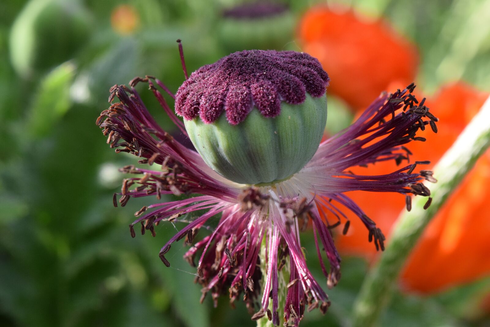 Nikon D3300 sample photo. Poppy, poppy capsule, blossom photography