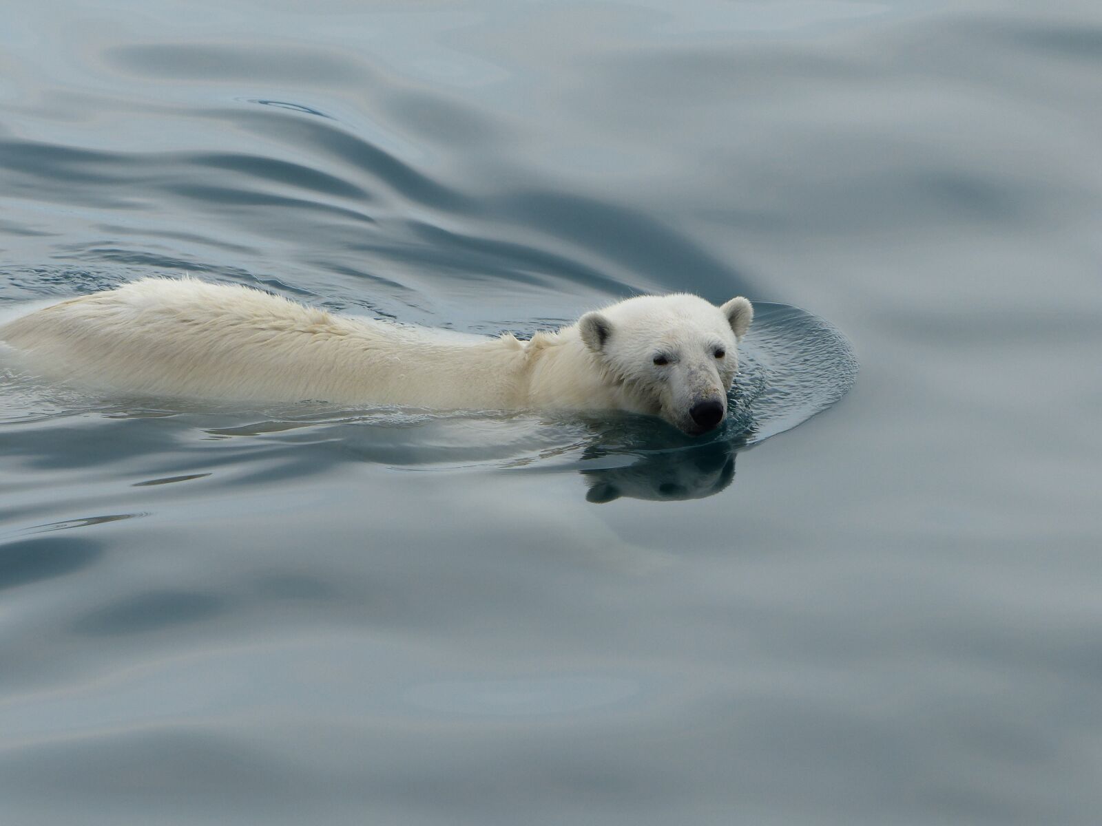 Leica V-Lux 4 sample photo. Polar bear, arctic, animal photography