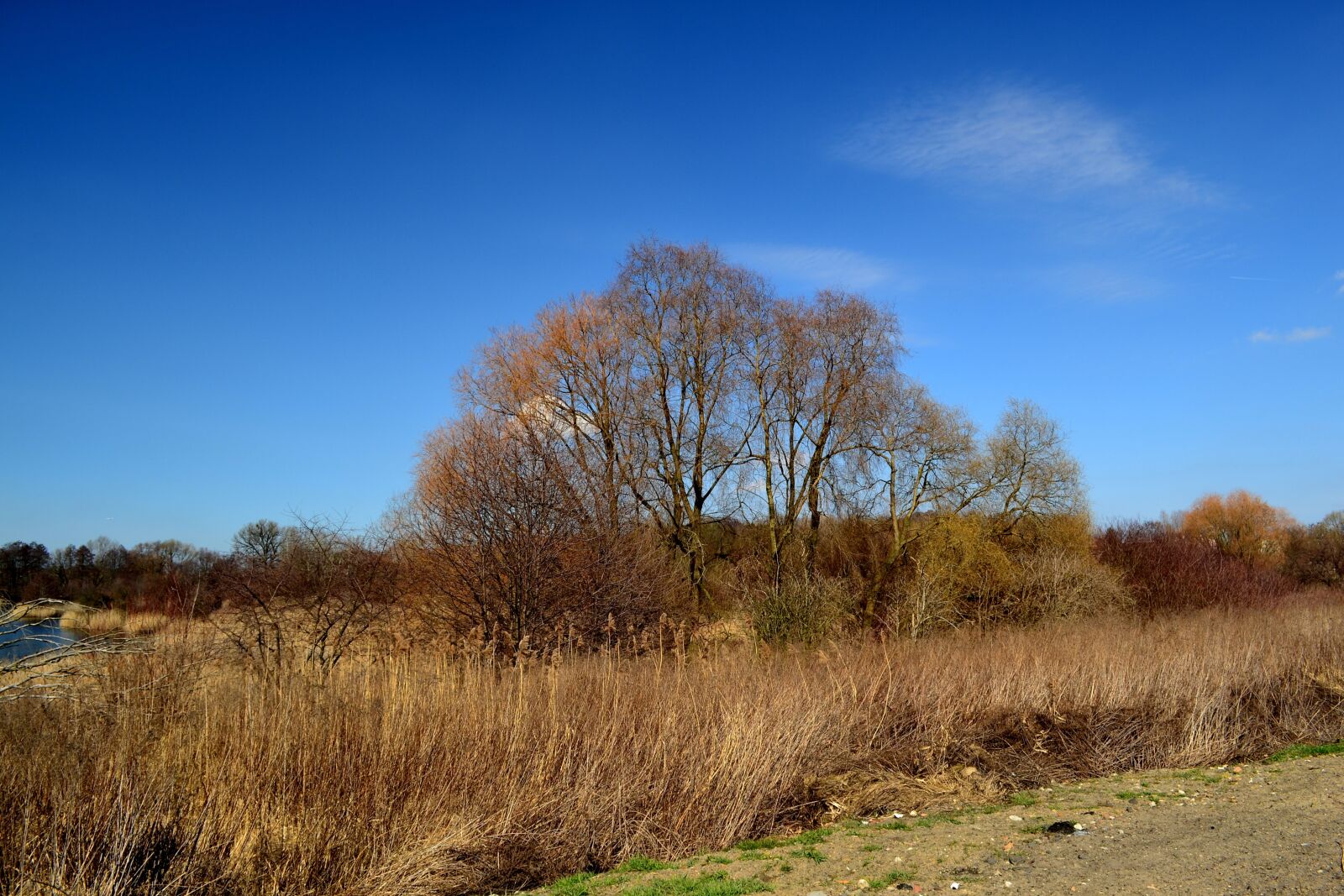 Nikon D3100 sample photo. Nature, landscape, tree photography