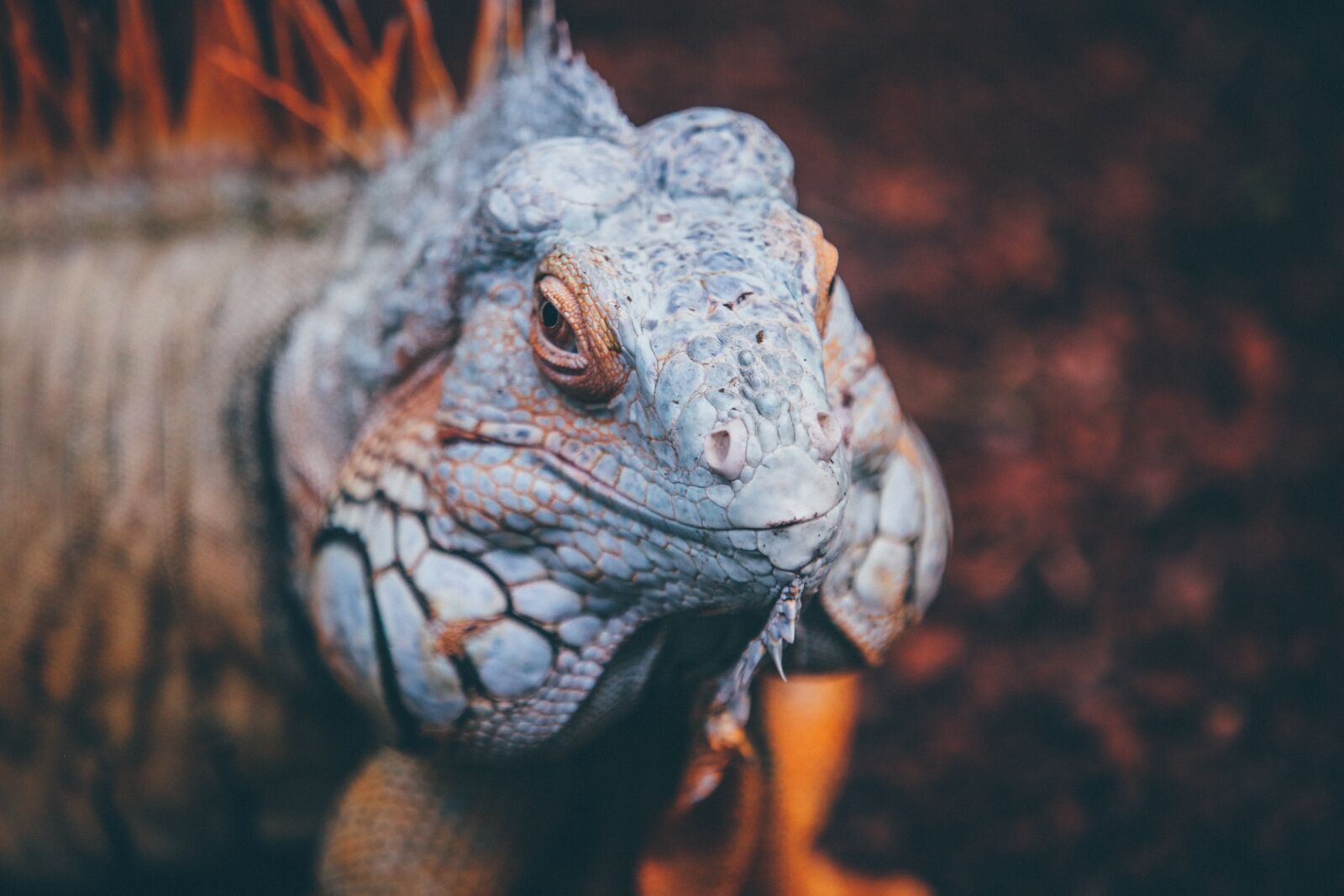Canon EF 70-200mm F2.8L IS II USM sample photo. Animal, close-up, exotic photography