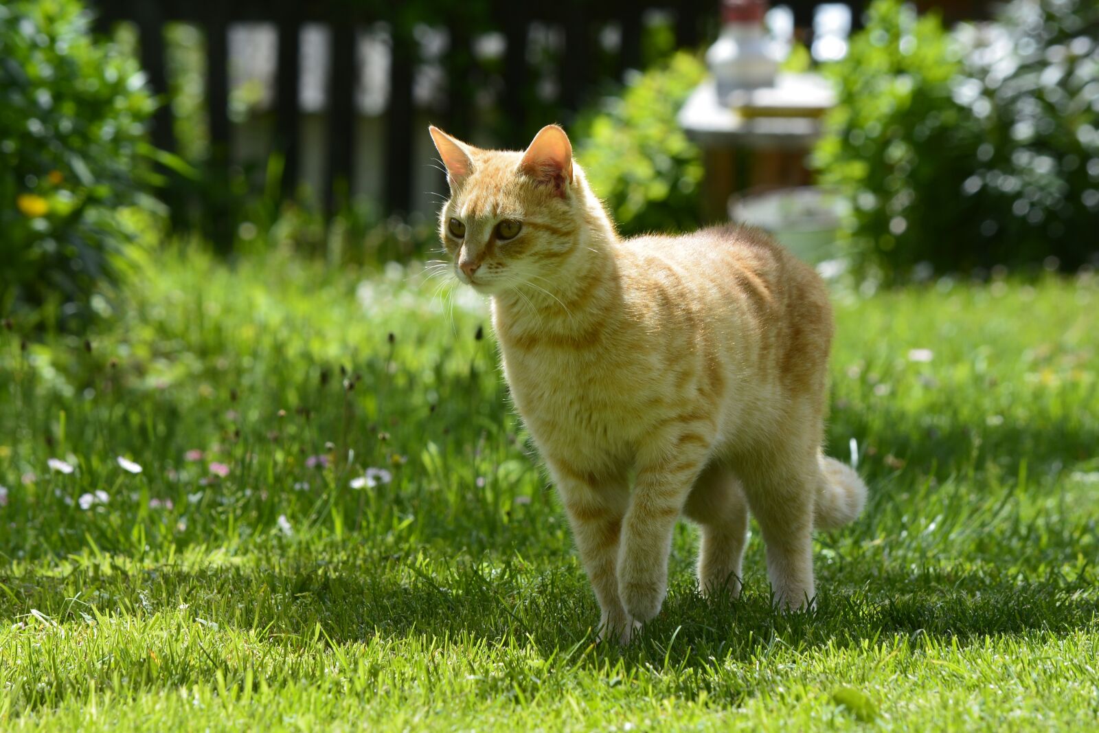 Nikon D5200 sample photo. Cat, pet, animal photography