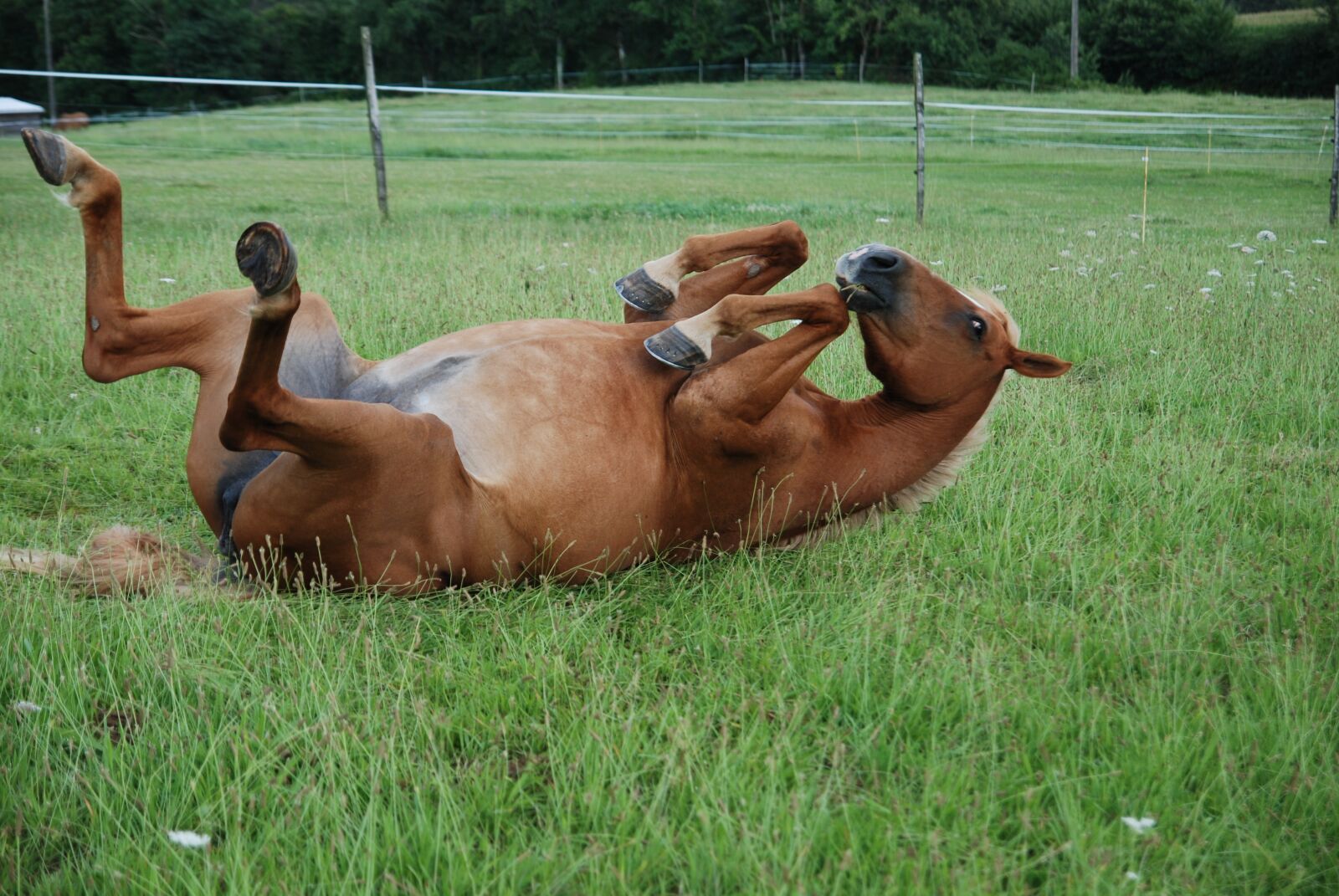 Nikon D80 sample photo. Horse, nature, free photography