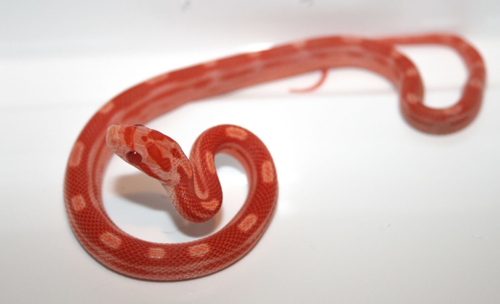 Canon EOS 400D (EOS Digital Rebel XTi / EOS Kiss Digital X) sample photo. Corn snake, snake, amelanistisch photography
