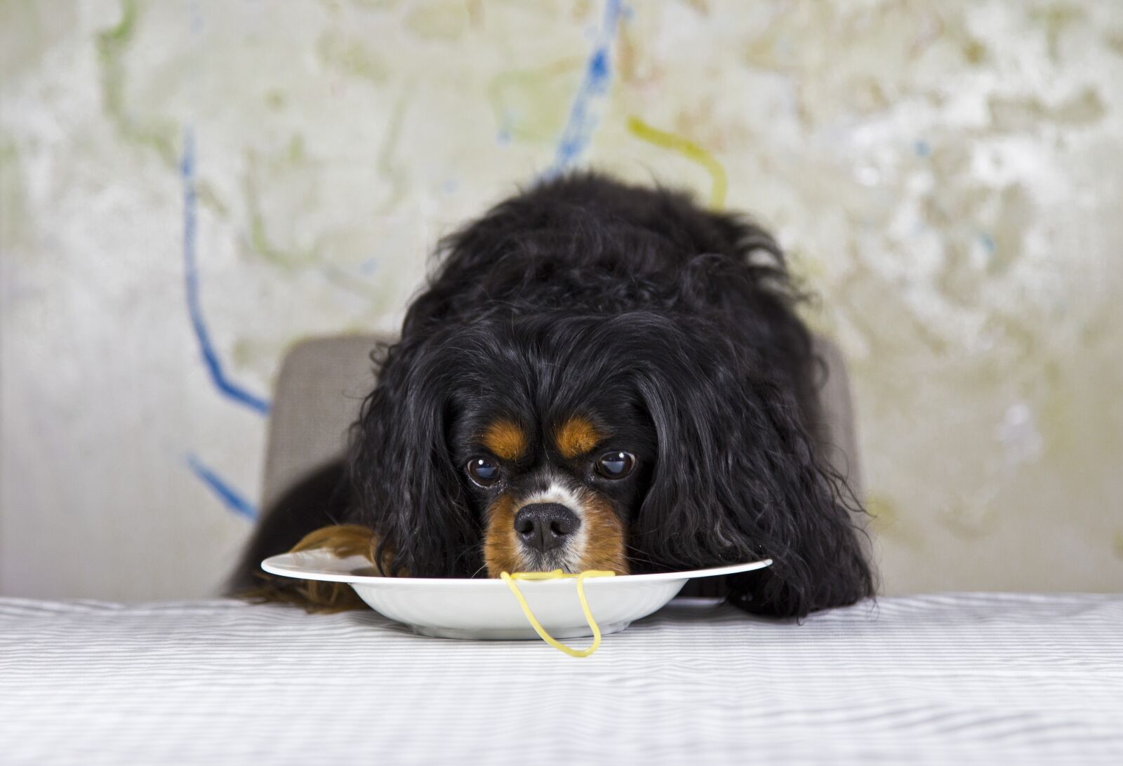 Canon EOS 6D + Canon EF 24-105mm F4L IS USM sample photo. Cavalier, king charles spaniel photography