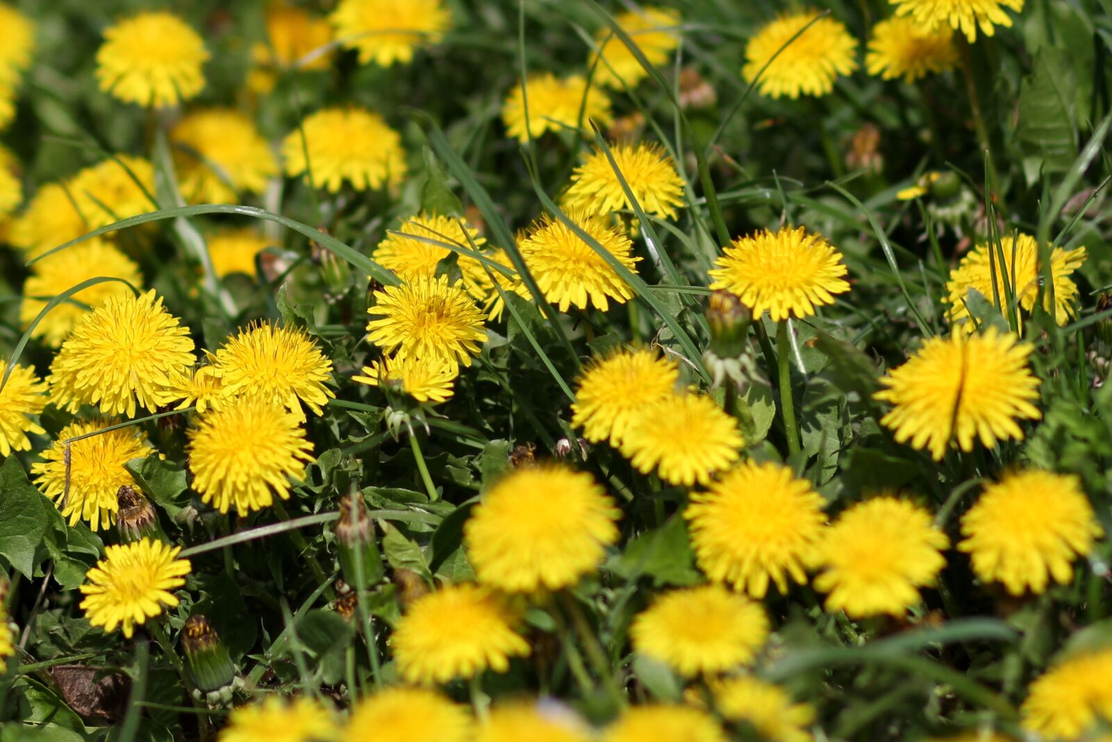 Canon EF 85mm F1.8 USM sample photo. Dandelion, yellow, flower photography