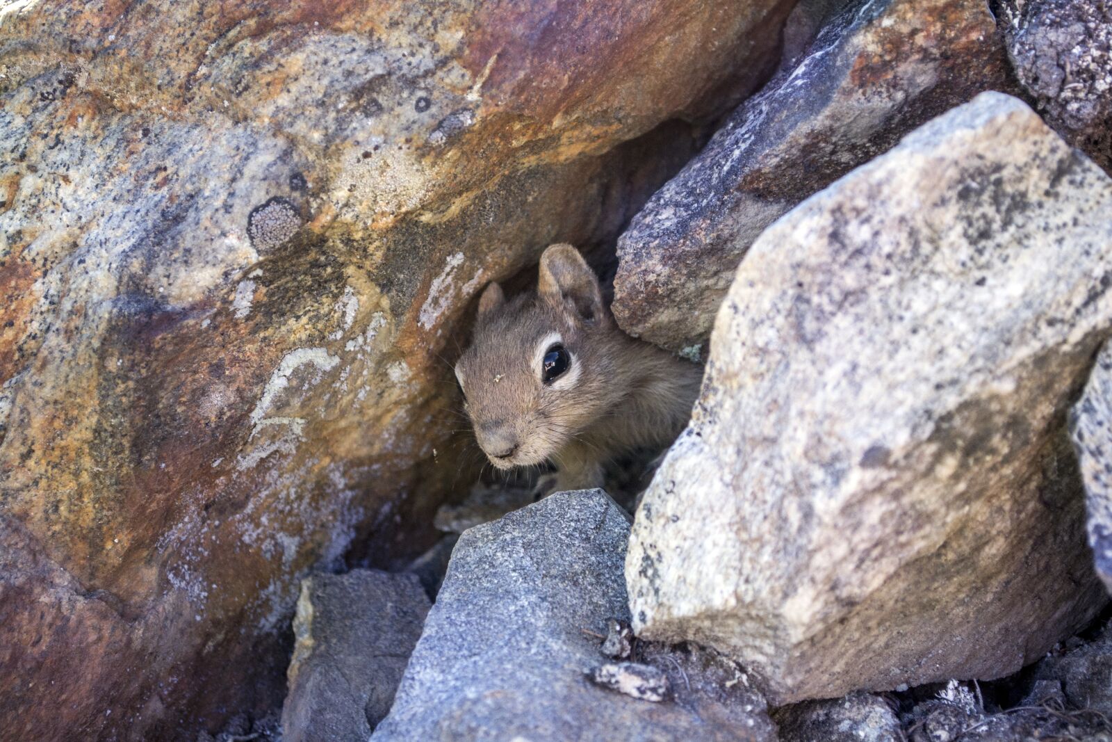 Nikon D3100 sample photo. Chipmunk, squirrel, mammal photography