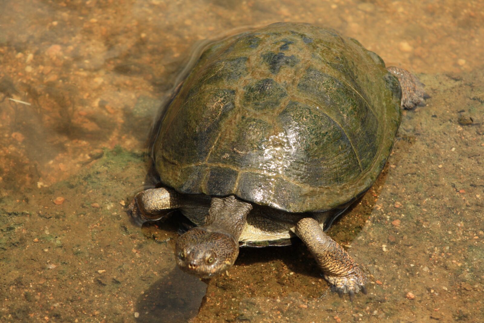 Canon EOS 1000D (EOS Digital Rebel XS / EOS Kiss F) sample photo. Terrapin, fresh water turtle photography