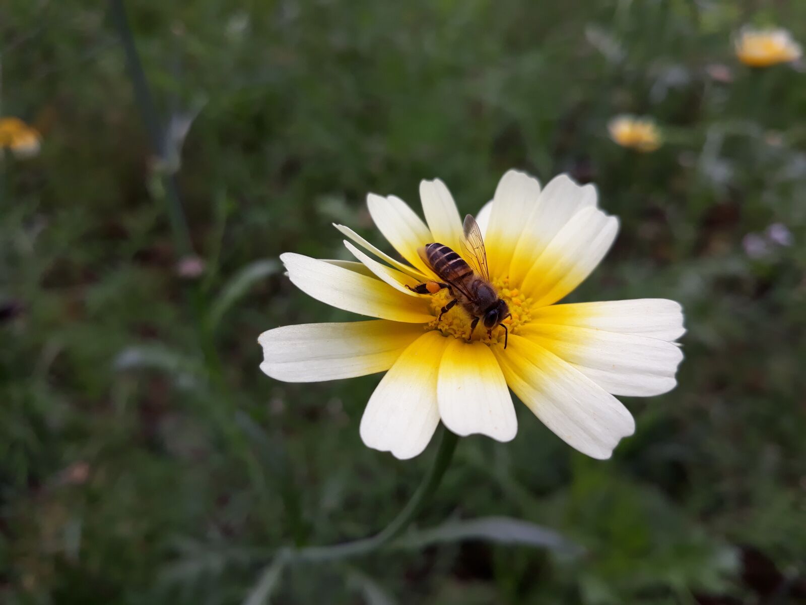 Samsung Galaxy J7 Pro sample photo. A daisy flower, bees photography