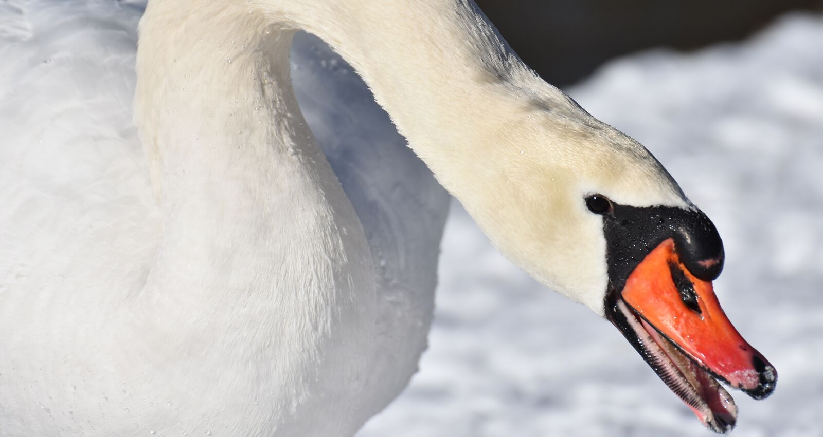 Nikon D7200 sample photo. Swan, elegant, water bird photography