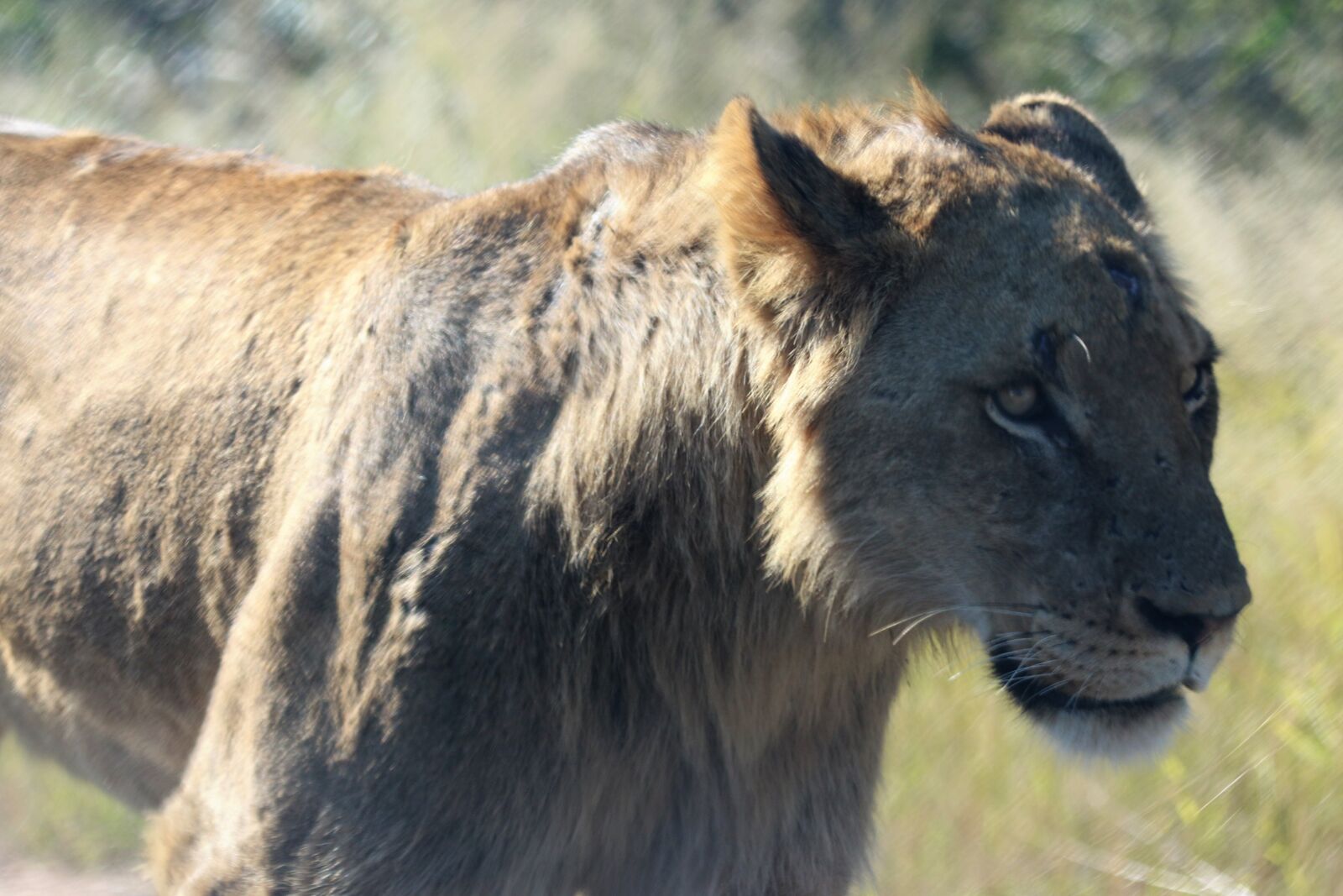 Canon EOS 7D Mark II sample photo. Africa, animal, animal, photography photography
