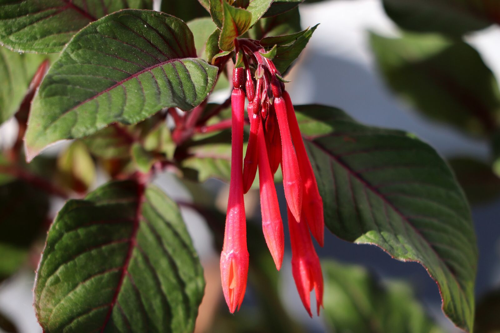 Canon EOS 77D (EOS 9000D / EOS 770D) sample photo. Fuchsia, blossom, bloom photography