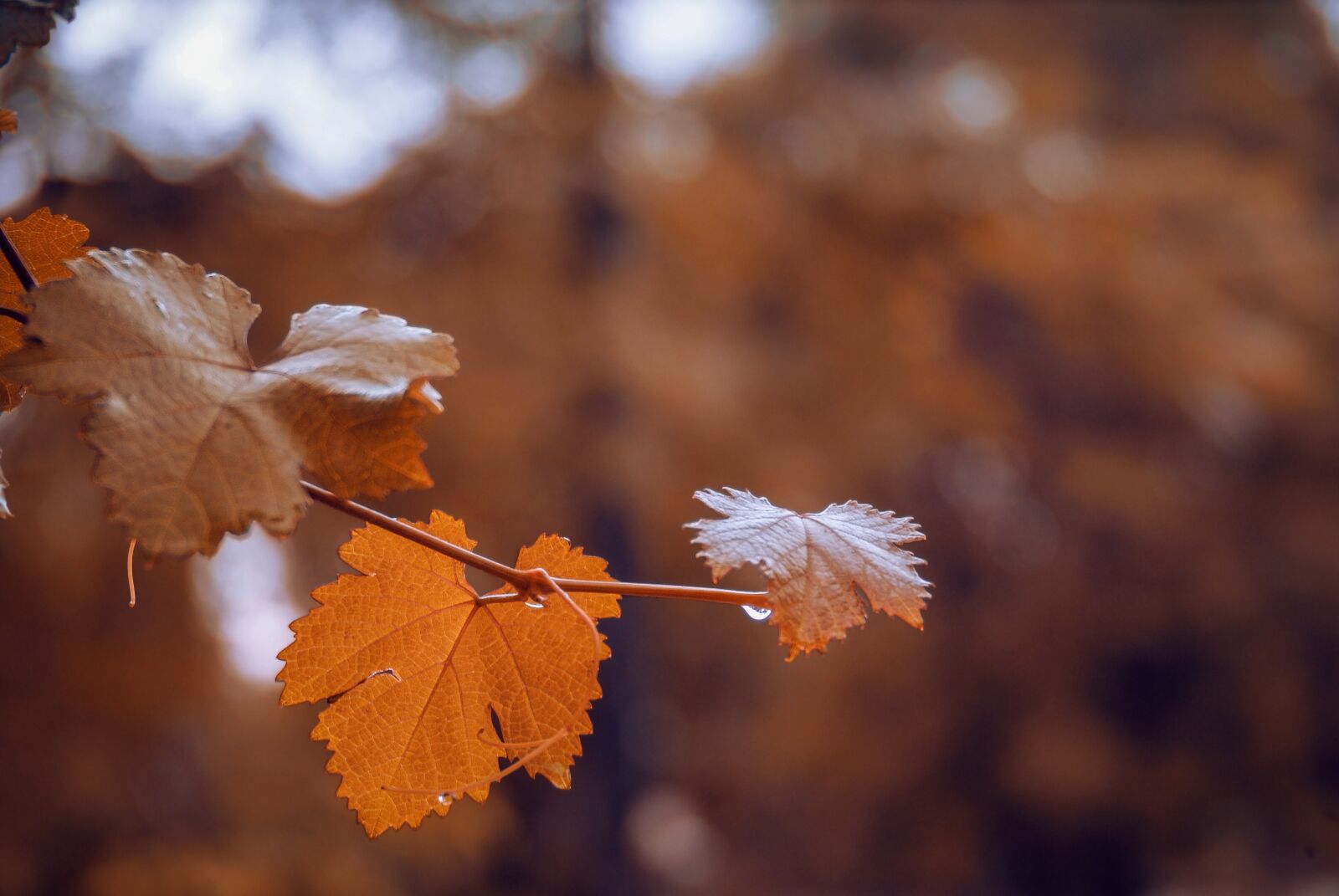 Sony Alpha DSLR-A200 sample photo. Leaves, nature, tree photography