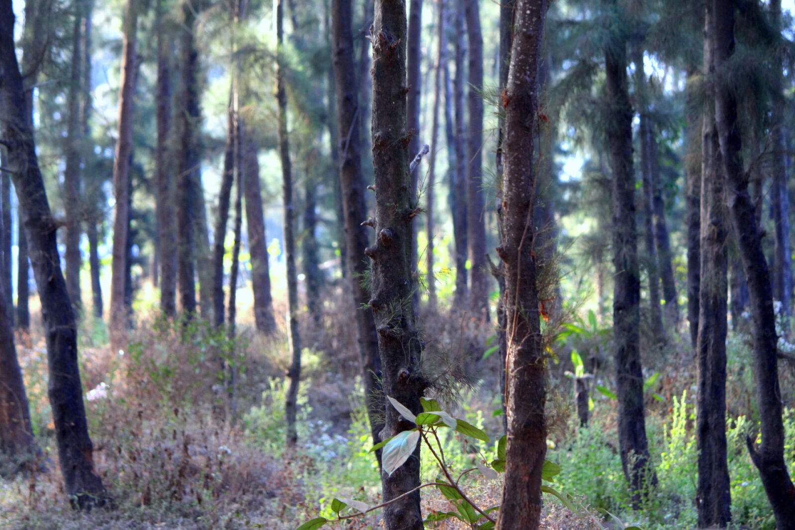 Canon EOS 700D (EOS Rebel T5i / EOS Kiss X7i) sample photo. Beach, side, india, jungle photography