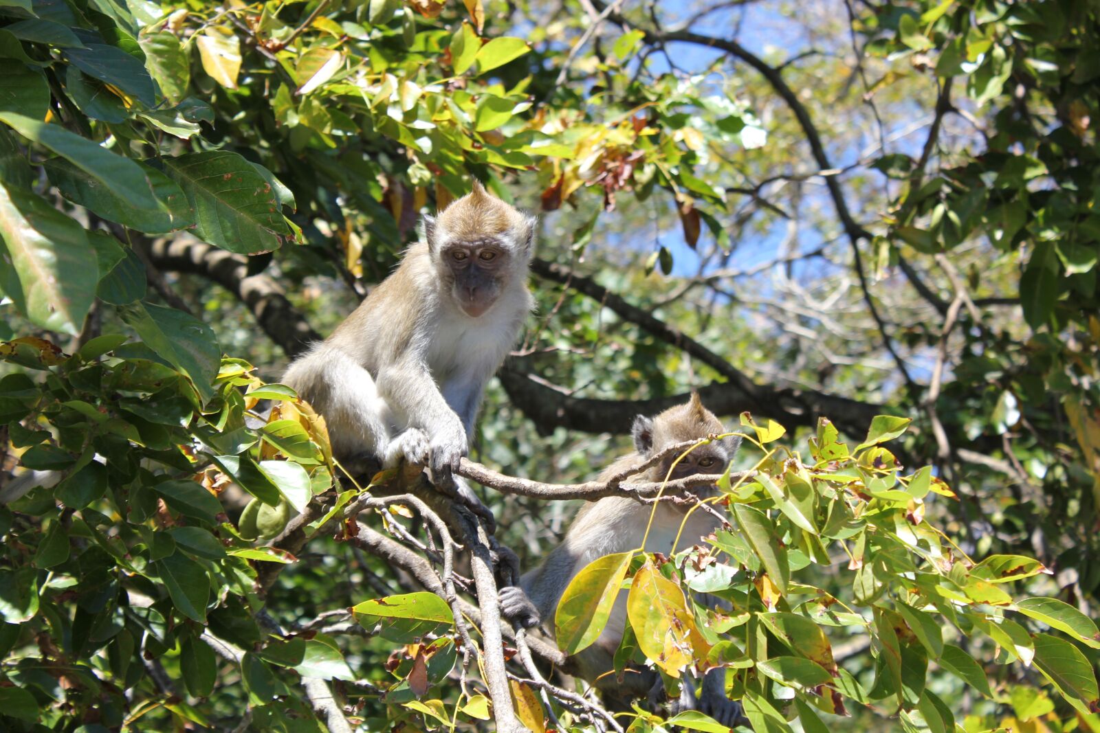 Canon EOS 550D (EOS Rebel T2i / EOS Kiss X4) sample photo. Monkey, tree, nature photography