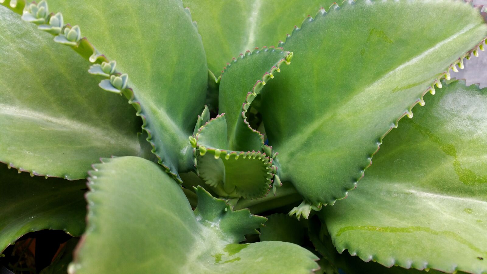 Samsung Galaxy Note4 sample photo. Plant, green, leaves photography