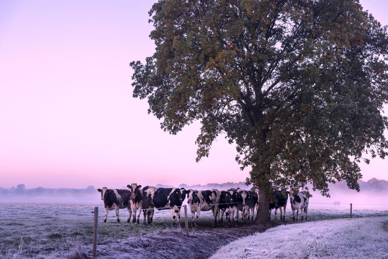 Nikon D500 sample photo. Nature, autumn, morning photography