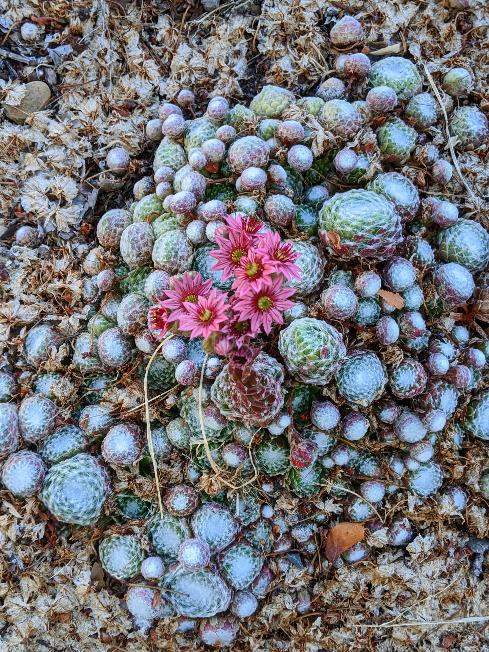 Google Pixel 3 XL sample photo. Cactus, succulents, cactus flowers photography