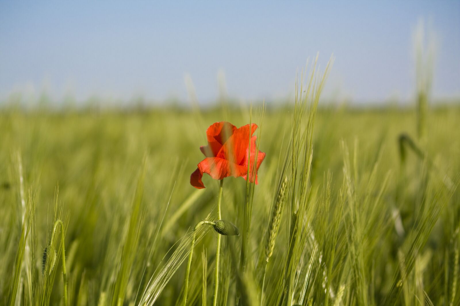 Canon EOS 450D (EOS Rebel XSi / EOS Kiss X2) sample photo. Poppy, field, summer photography