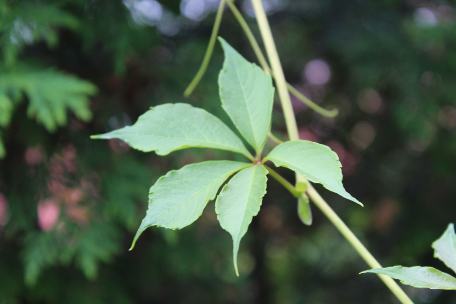 Canon EOS 1200D (EOS Rebel T5 / EOS Kiss X70 / EOS Hi) sample photo. Nature photography