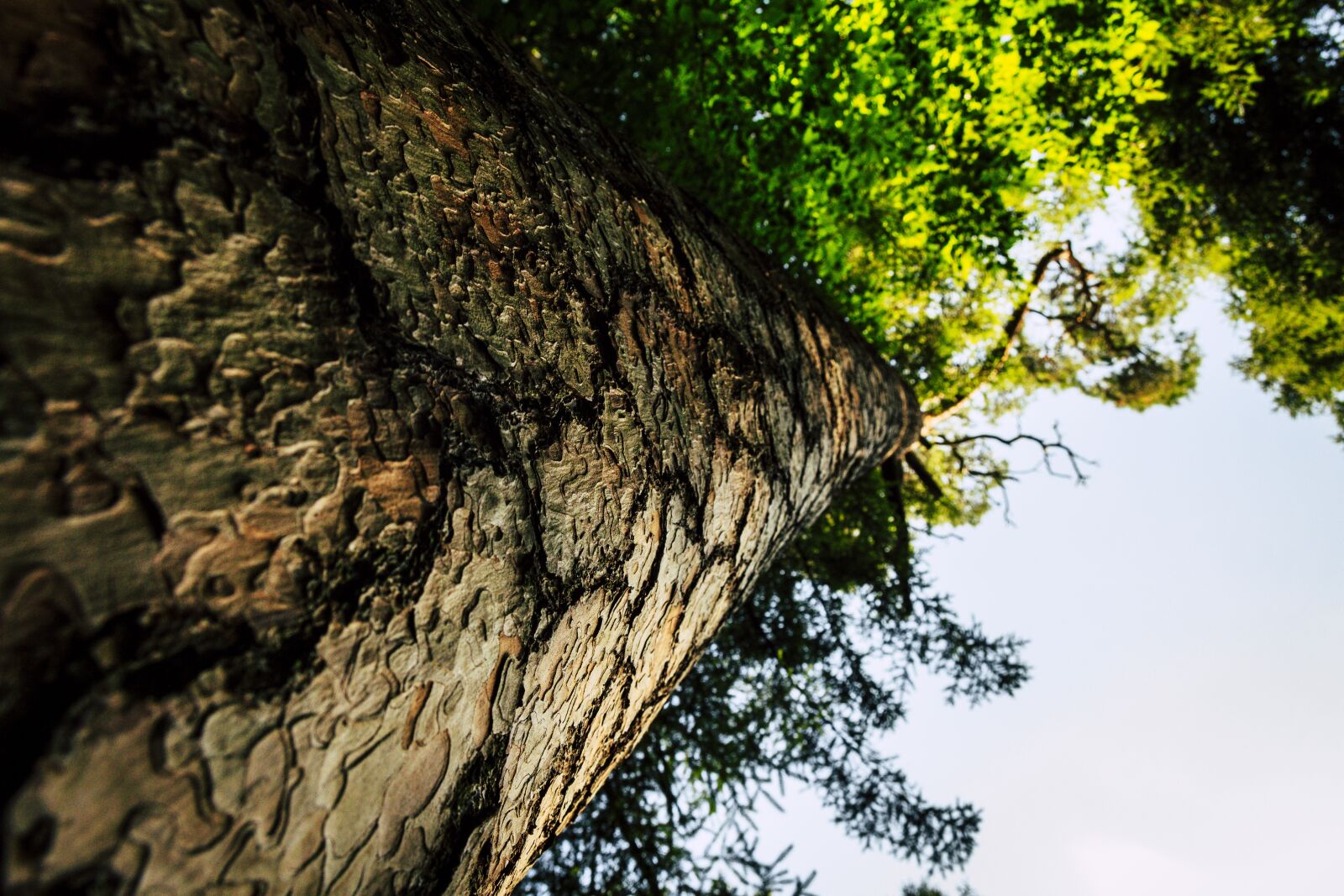 Canon EOS 650D (EOS Rebel T4i / EOS Kiss X6i) sample photo. Tree, wood, forest photography