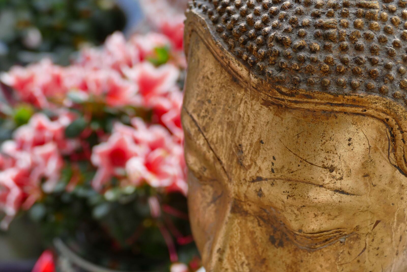 Panasonic Lumix DMC-FZ1000 sample photo. Buddha, religion, background photography