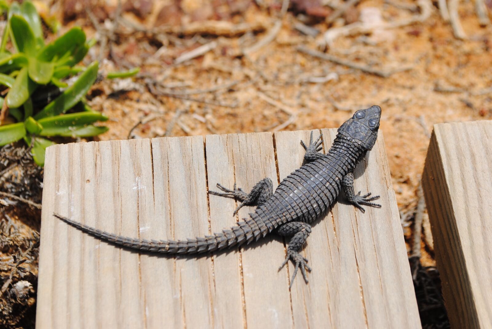Nikon D3000 sample photo. Gecko, lizard, salamander photography