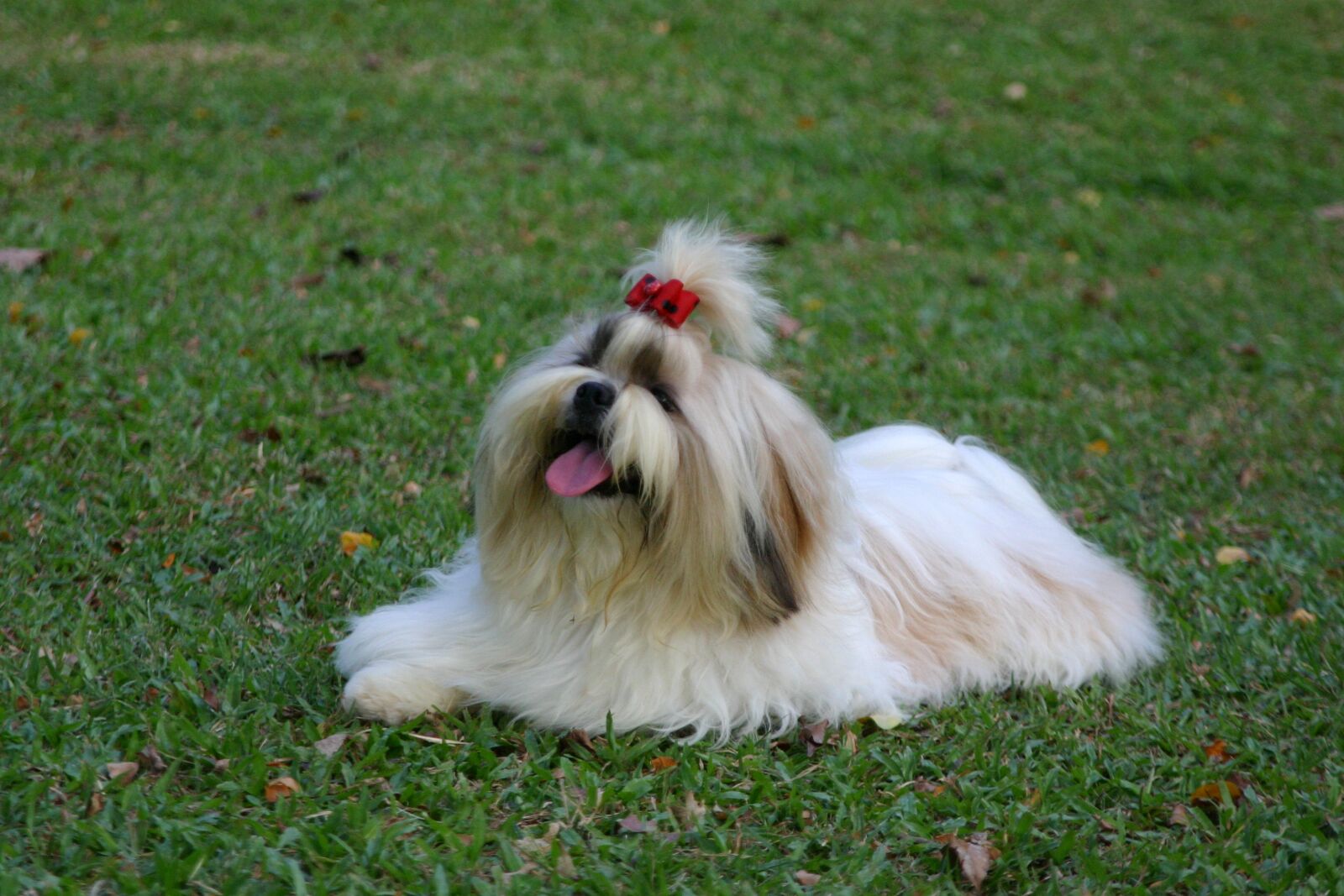 Canon EOS 300D (EOS Digital Rebel / EOS Kiss Digital) sample photo. Pet, dog, shihtzu photography