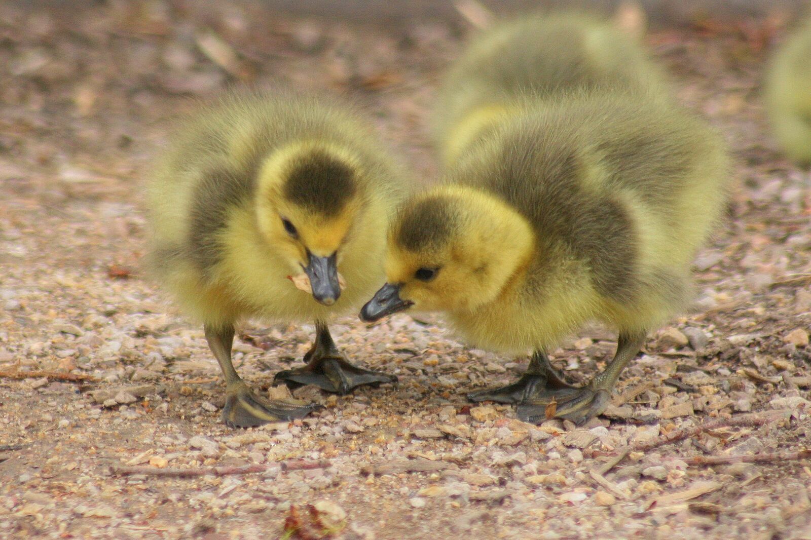 Canon EOS 40D sample photo. Duckling, fluffy, sibling photography